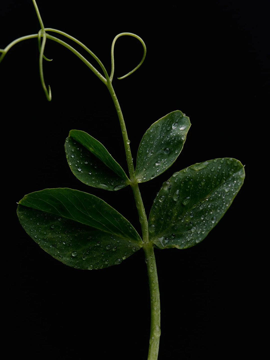 Flamingo Estate – Green Goddess Bar Soap